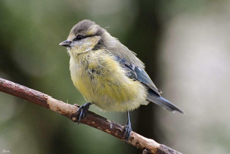 Молодая лазоревка фото превью