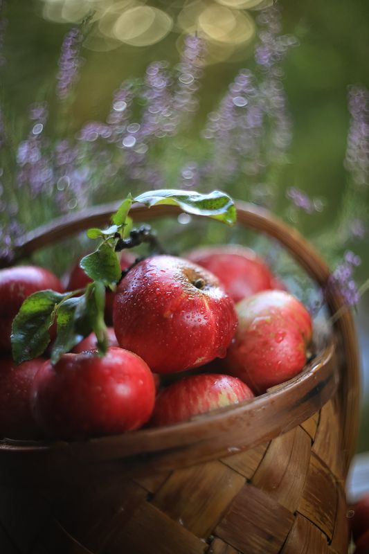 яблочный спас, яблоки, вереск, корзинка, лето, боке, гелиос 77-m,беларусь,ирина горюкина, доброта, красота Поздравляю! фото превью