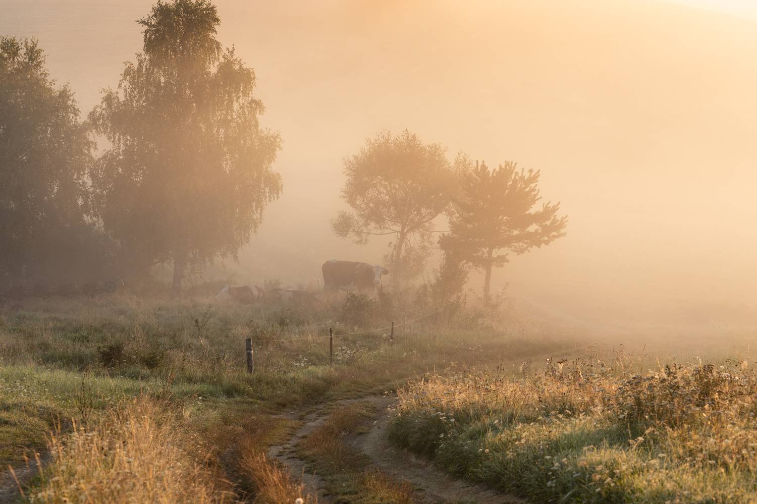,  Mirosław Pruchnicki
