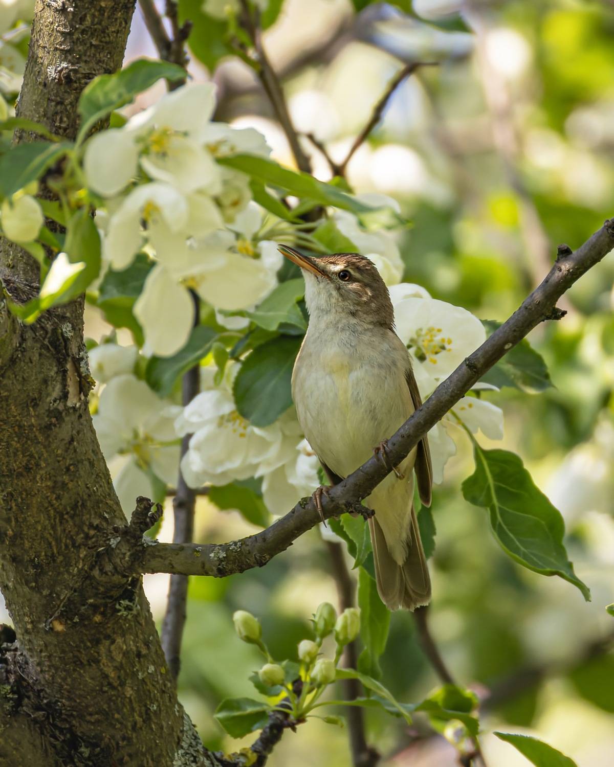 камышовка, птицы, садовая камышовка, яблоня, Руслан Pl