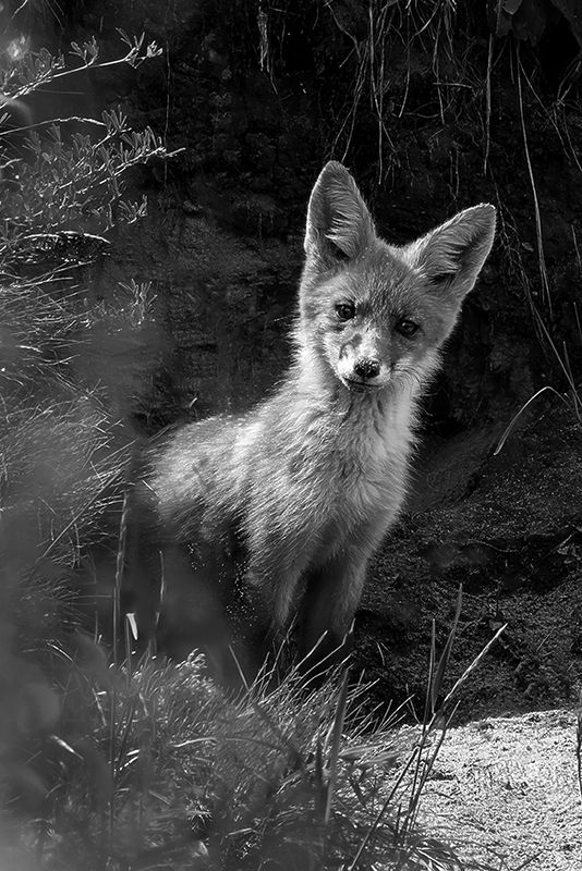 Лиса, лисенок, природа, животные, дикие животные  фото превью