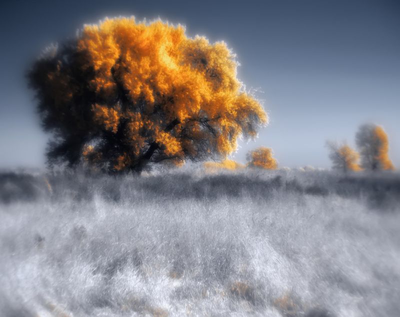 infrared, ик-фото, инфракрасное фото, инфракрасная фотография, пейзаж, лето Осень дарит ветер фото превью