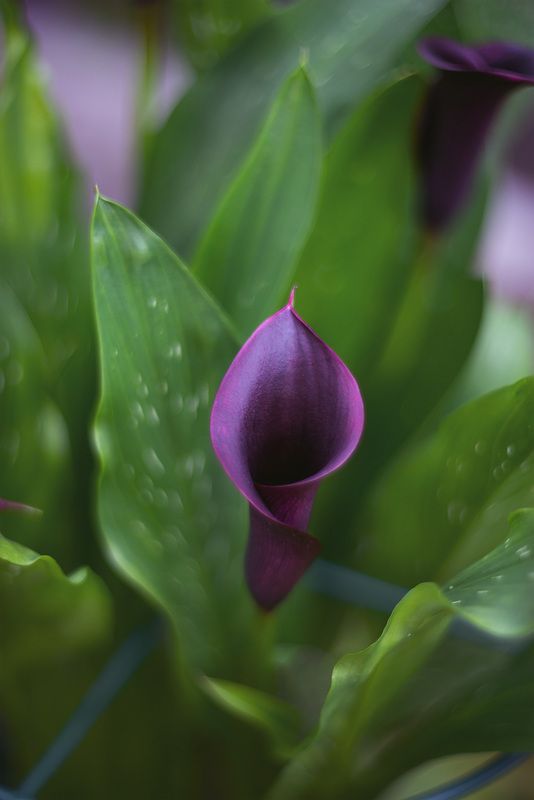 цветок, лето, калла Калла - изящество и красота фото превью
