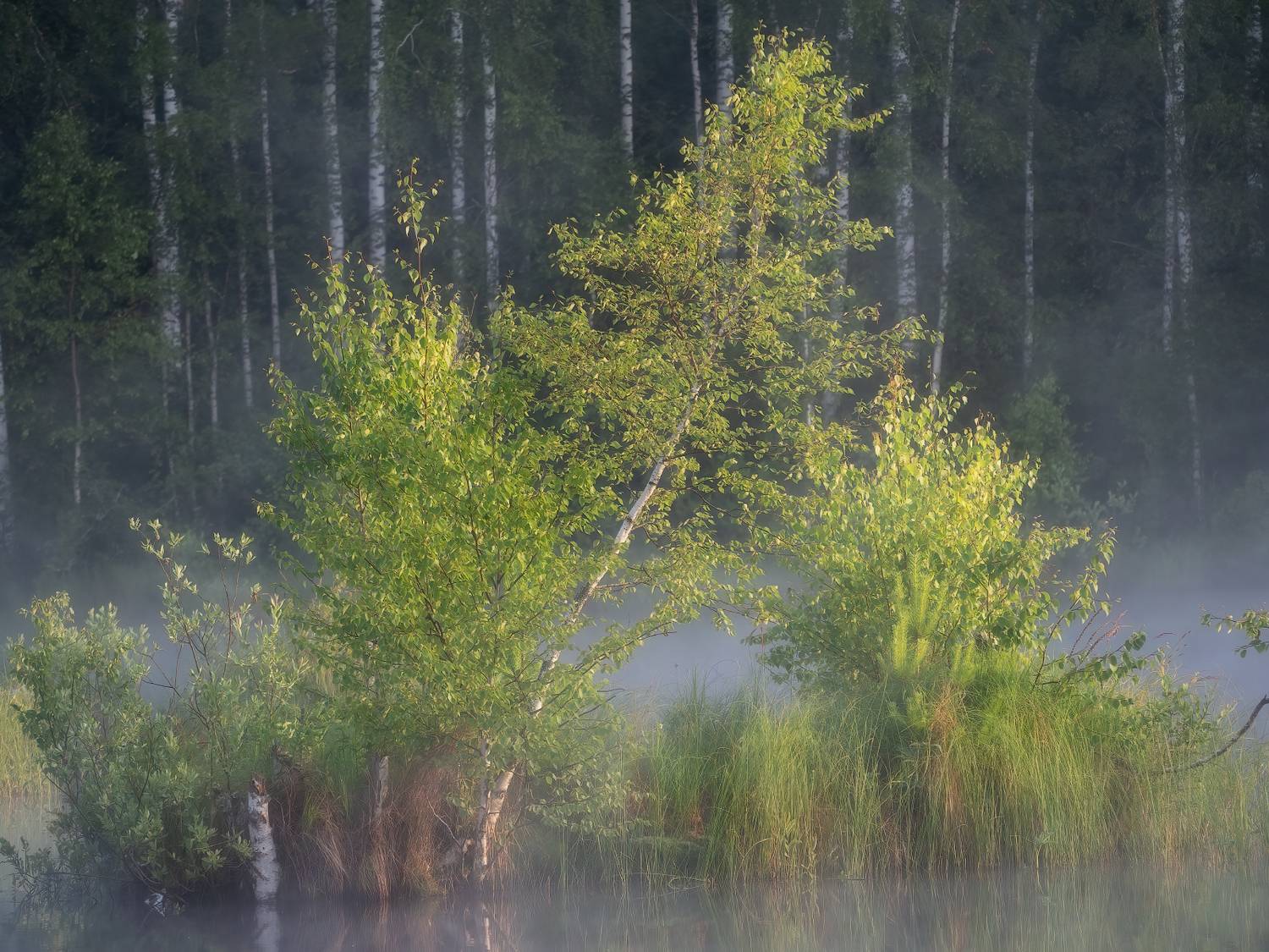 лето утро березы болото минимализм, Татьяна Юганова