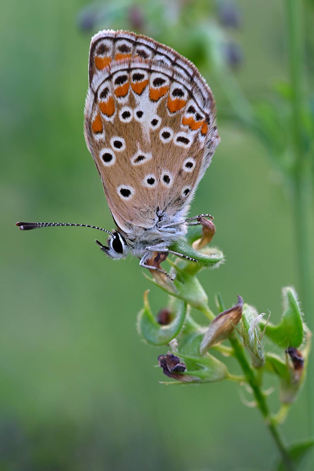 , Dmitry BESPAMIATNYI