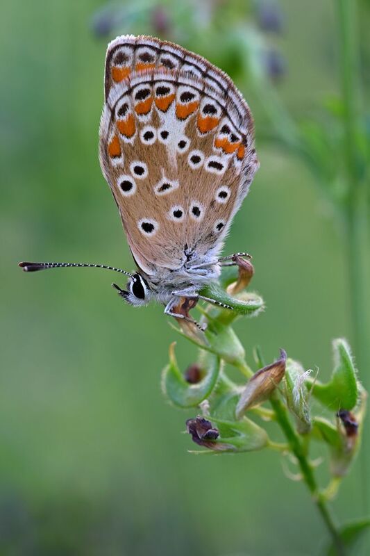 Утренняя бабочка фото превью