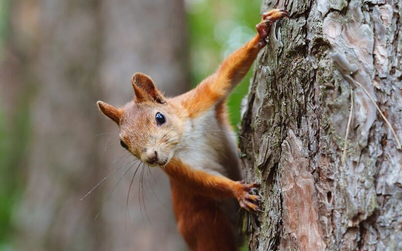 Белка фото превью