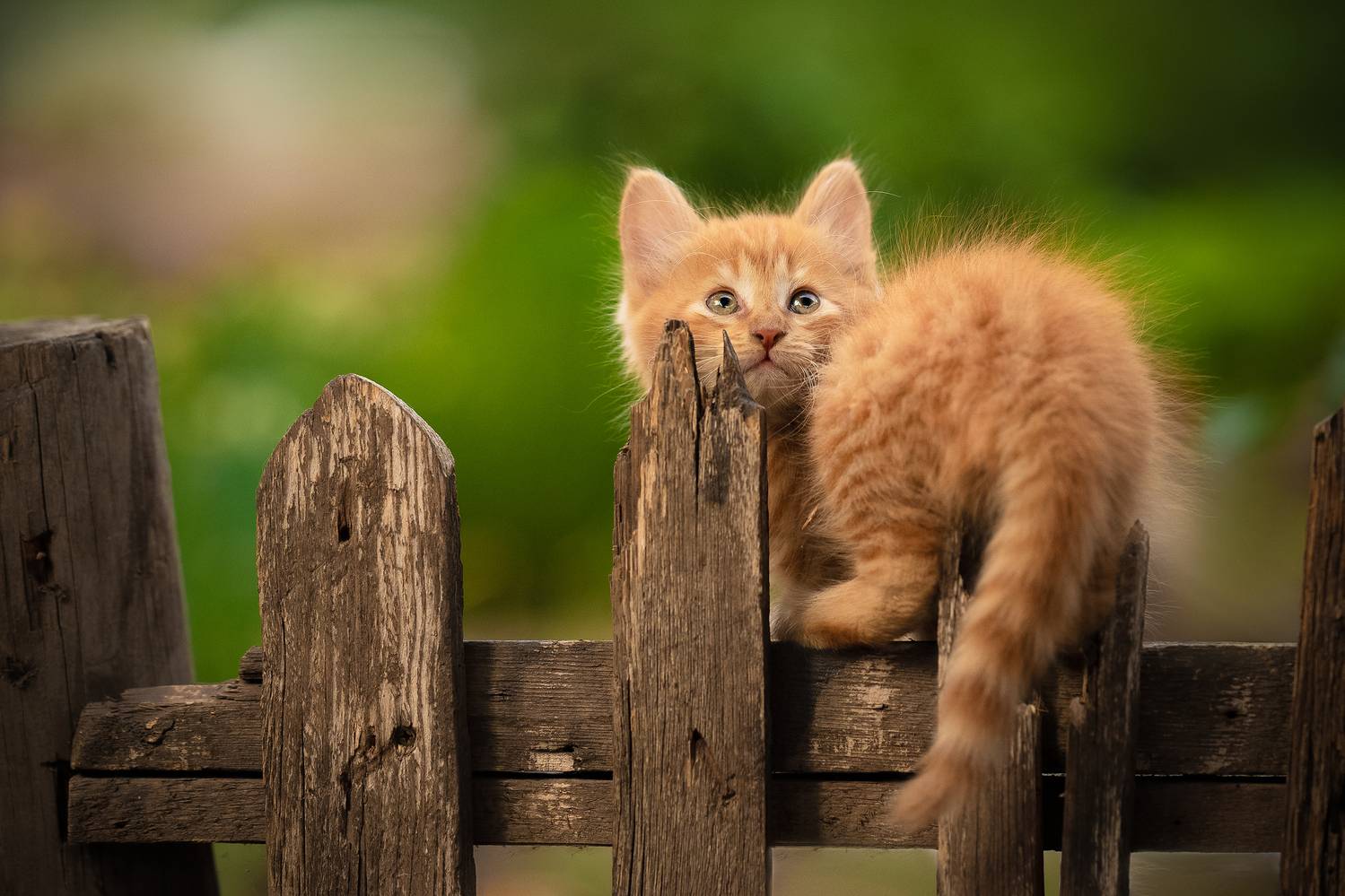 , Коротун Юрий