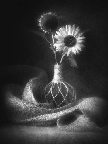 Подсолнухи.