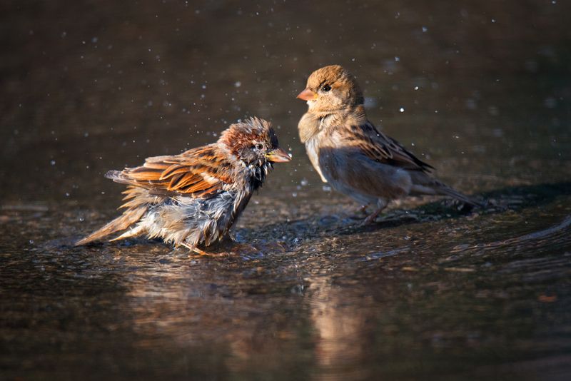 *Купание на асфальте фото превью