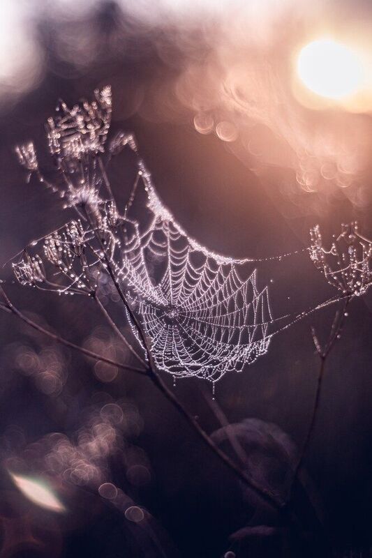 Магия утра фото превью