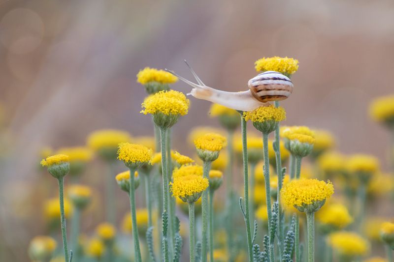 *Был месяц май... фото превью