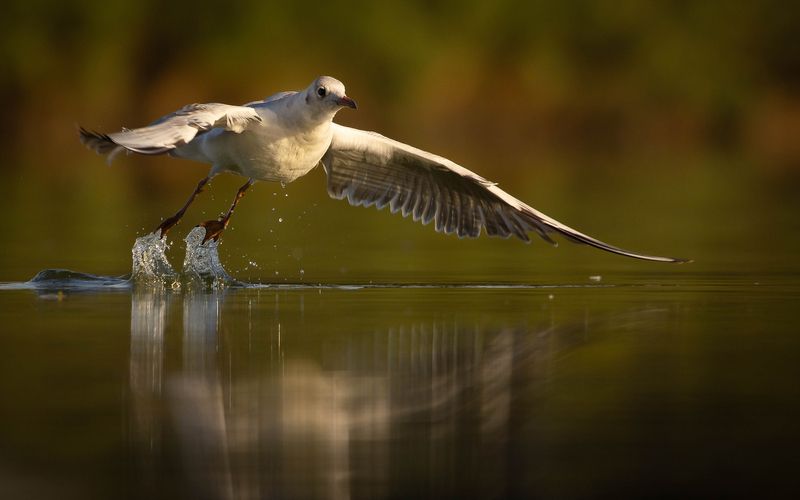 Gull фото превью