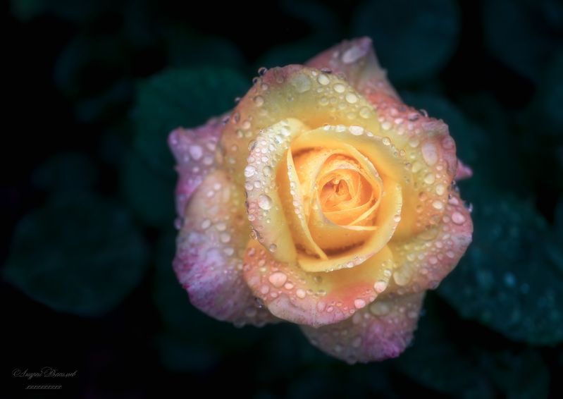 Цветы, лето, розы Про лето и цветы фото превью