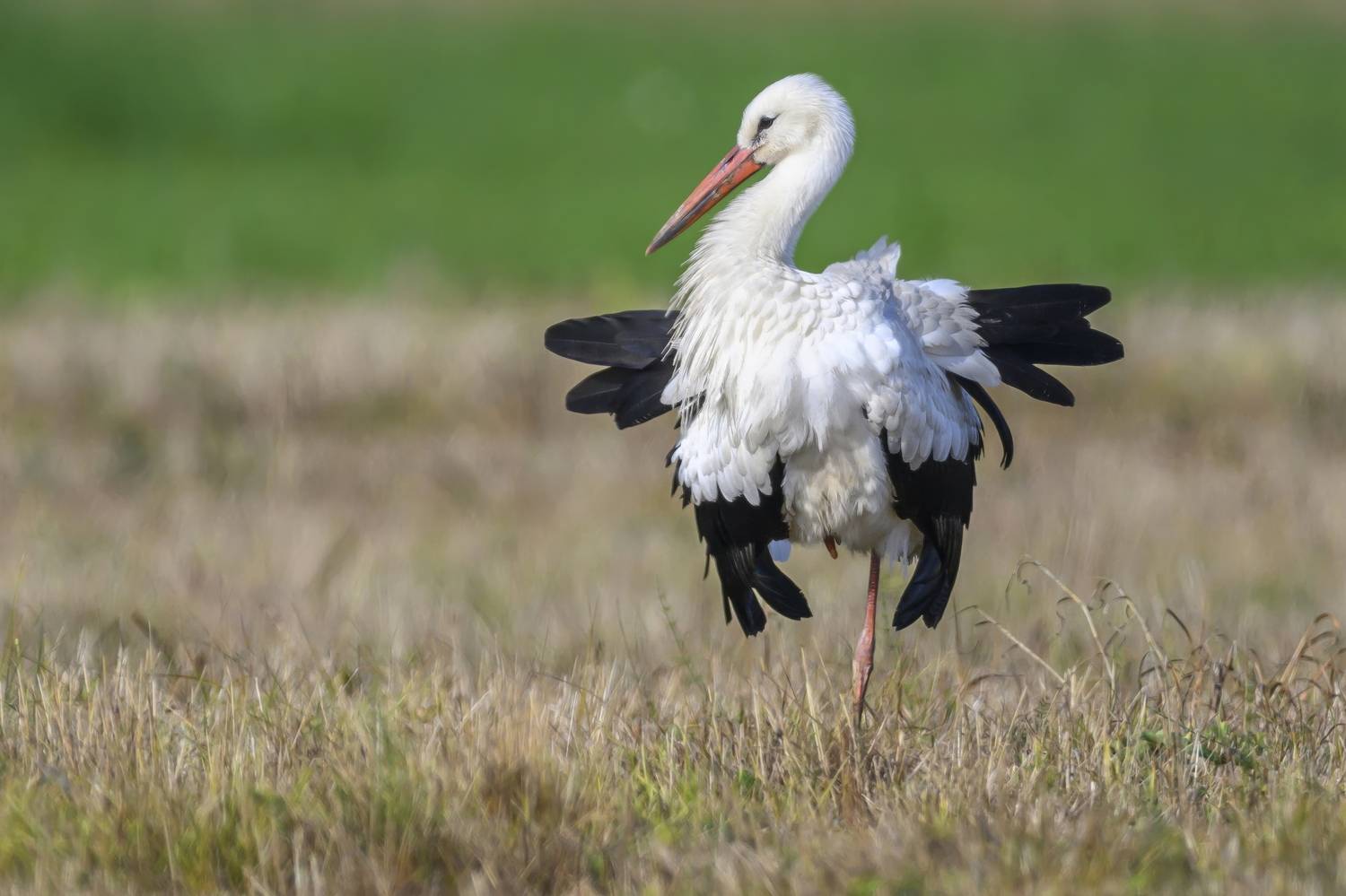 , Пупонин Сергей