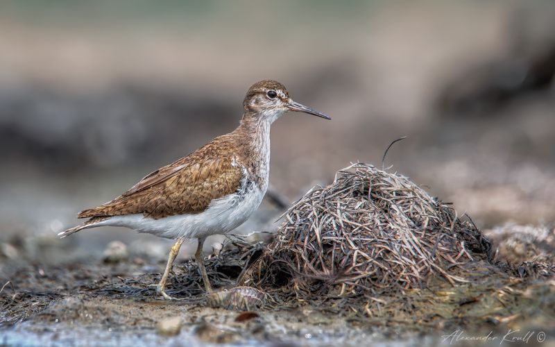 кулик, перевозчик, actitis hypoleucos Перевозчик фото превью