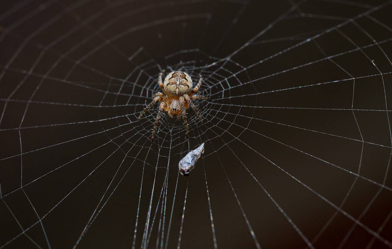 , Андрей Ткаченко