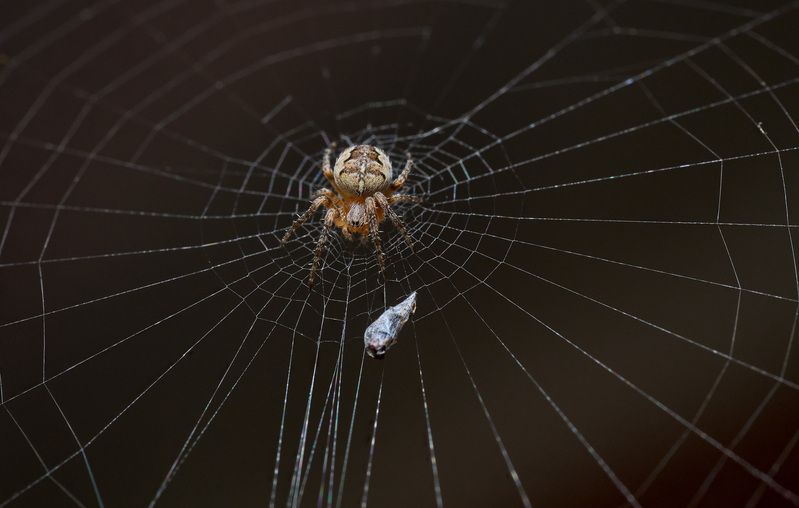 паук фото превью