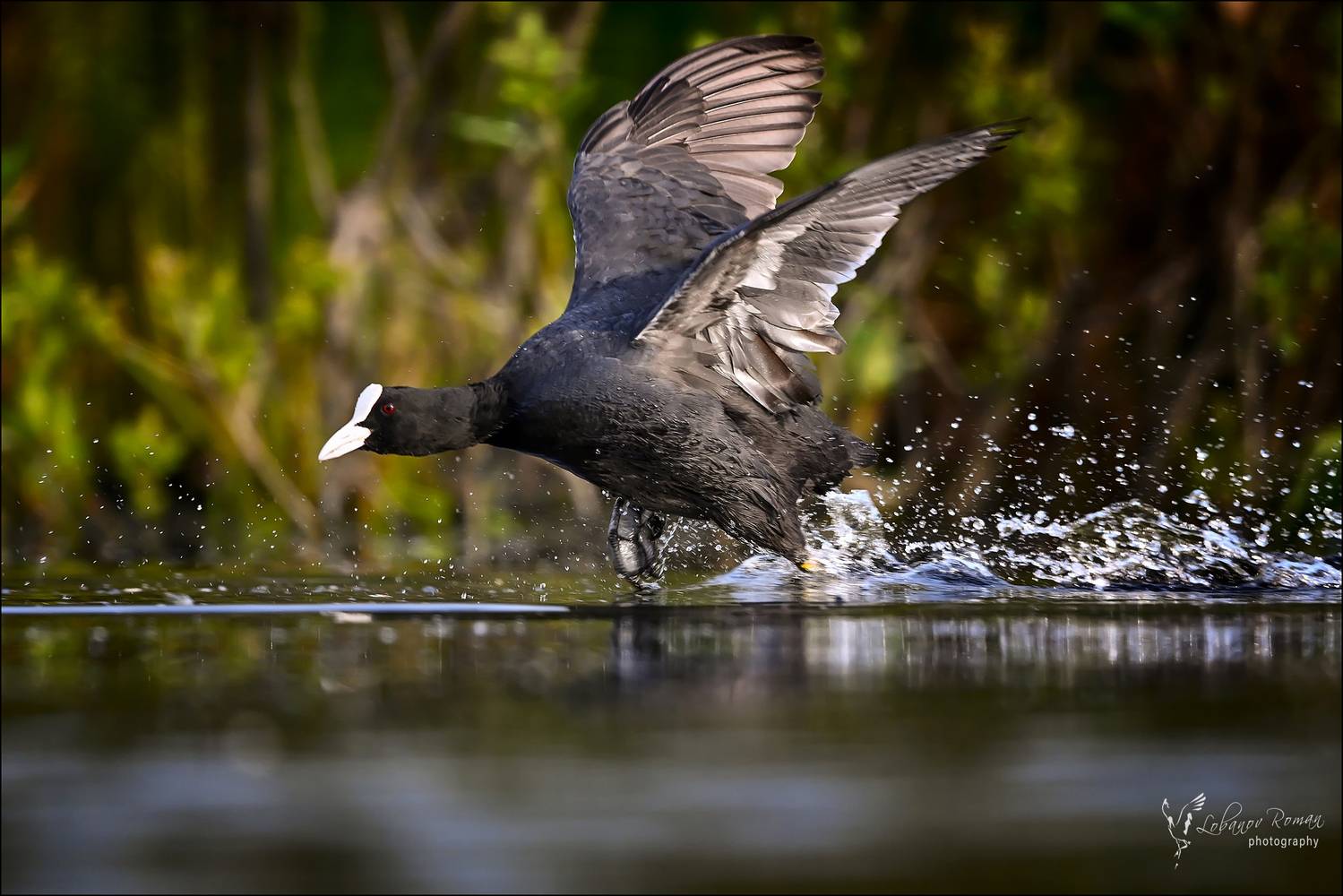 , Лобанов Роман