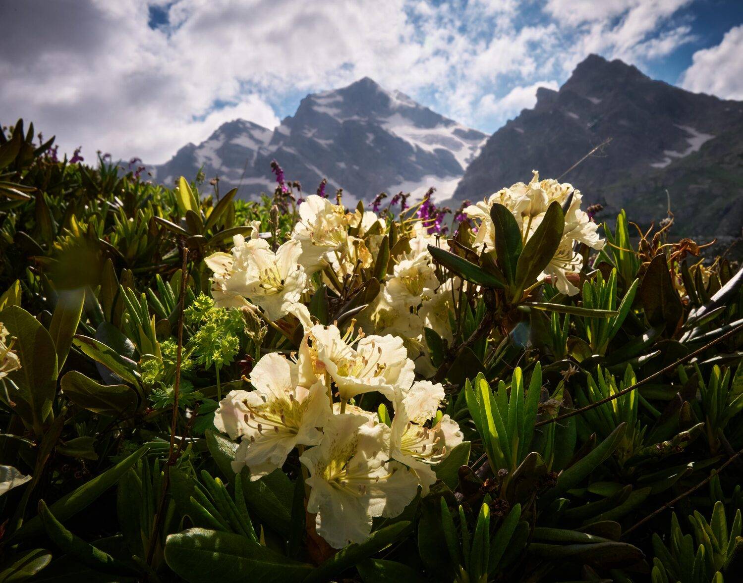 , Борис Дацковский