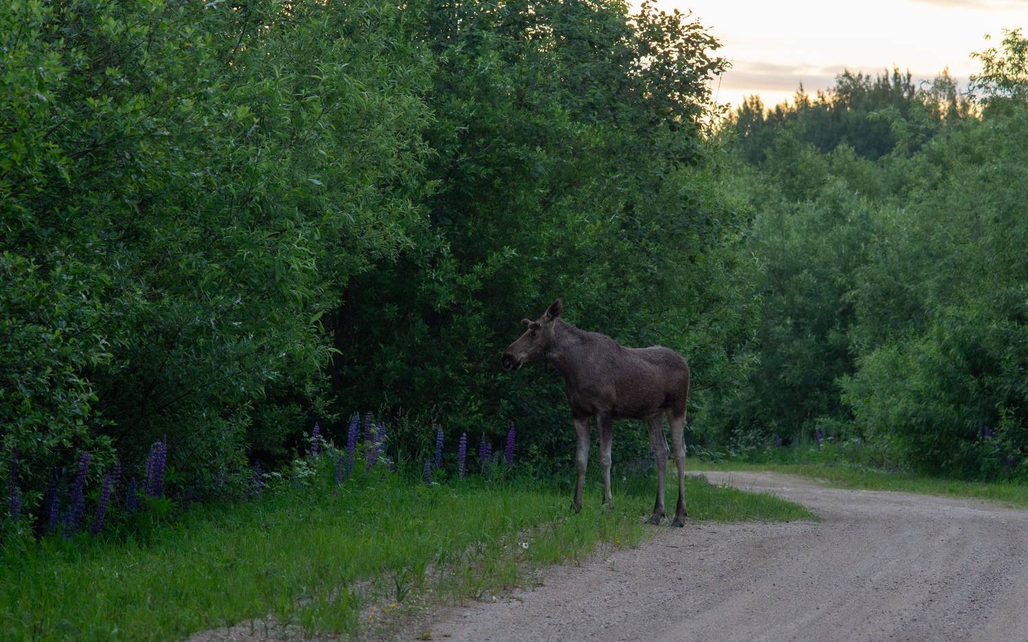 , Комарова Вера