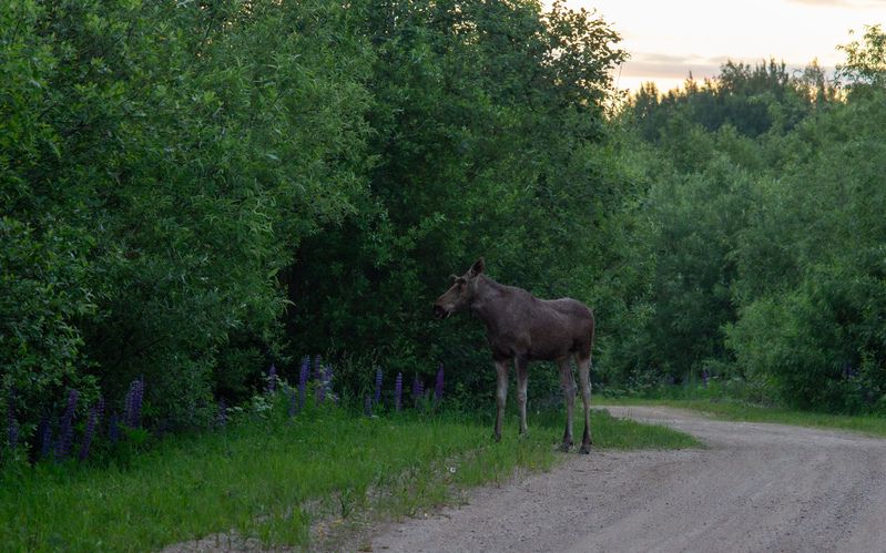 Лесной красавец фото превью
