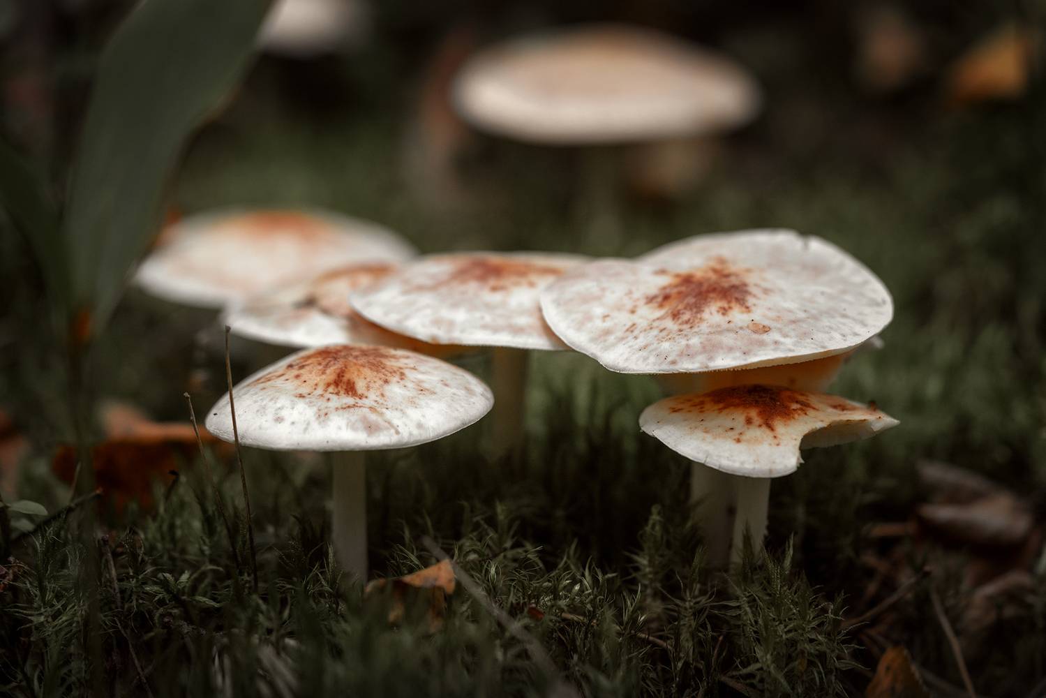 грибы, растение, природа, макро, грибница, Завьялова Людмила