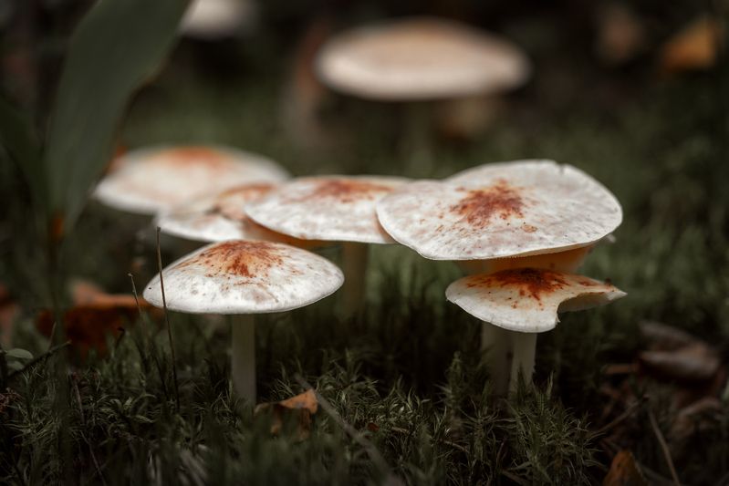 грибы, растение, природа, макро, грибница Грибное семейство фото превью