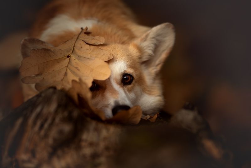 Осенний листок фото превью