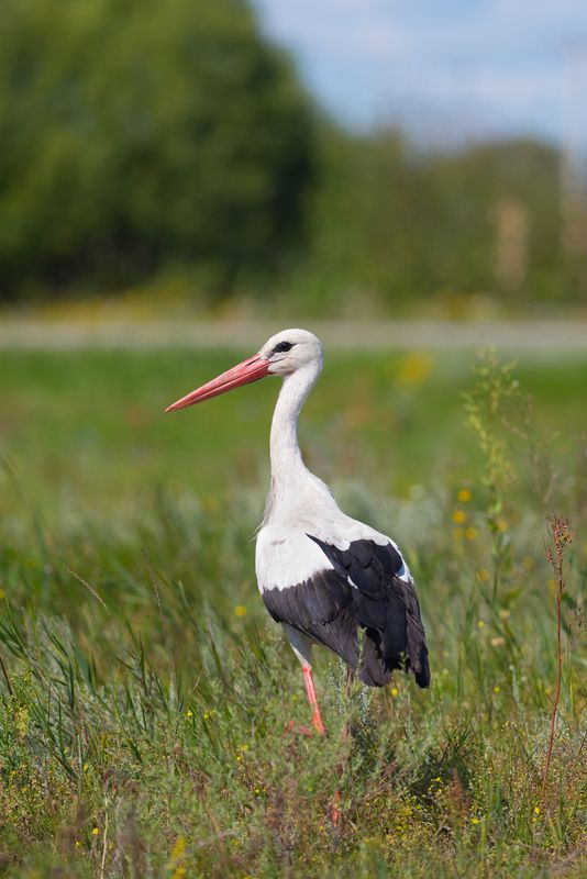аист, белый аист, птица, птицы, природа, лето, поле, луг, деревная, воронеж, фотоохота Аист фото превью