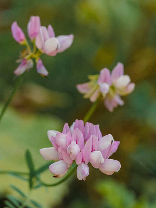Вязель разноцветный фото превью