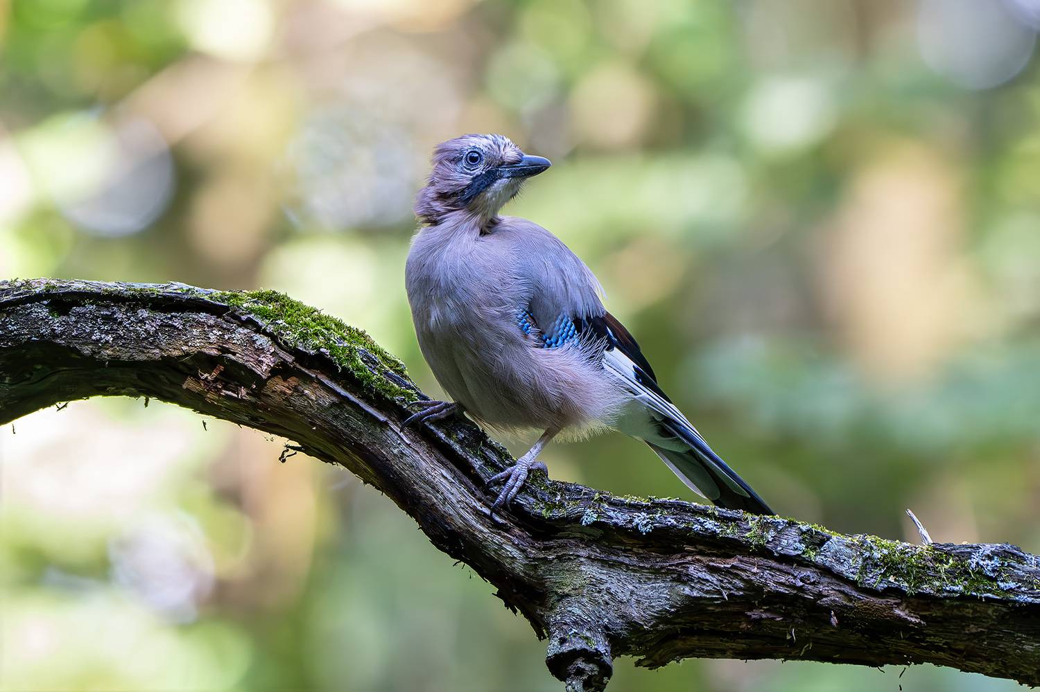 , Молодкин Дмитрий