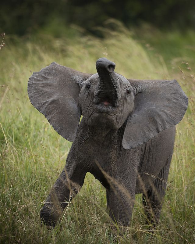 слонята не знают, что делать со своими хоботами, пока им не исполнится восемь месяцев. поэтому они наступают на них, не используют их или просто поднимают. *** фото превью