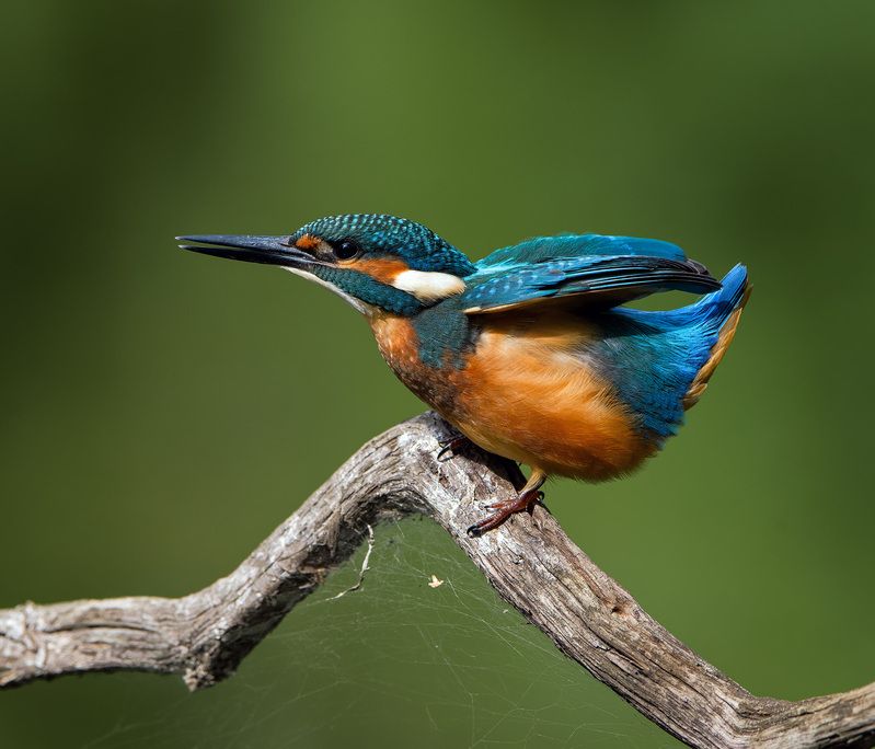 птицы зимородки Синие хвостики фото превью
