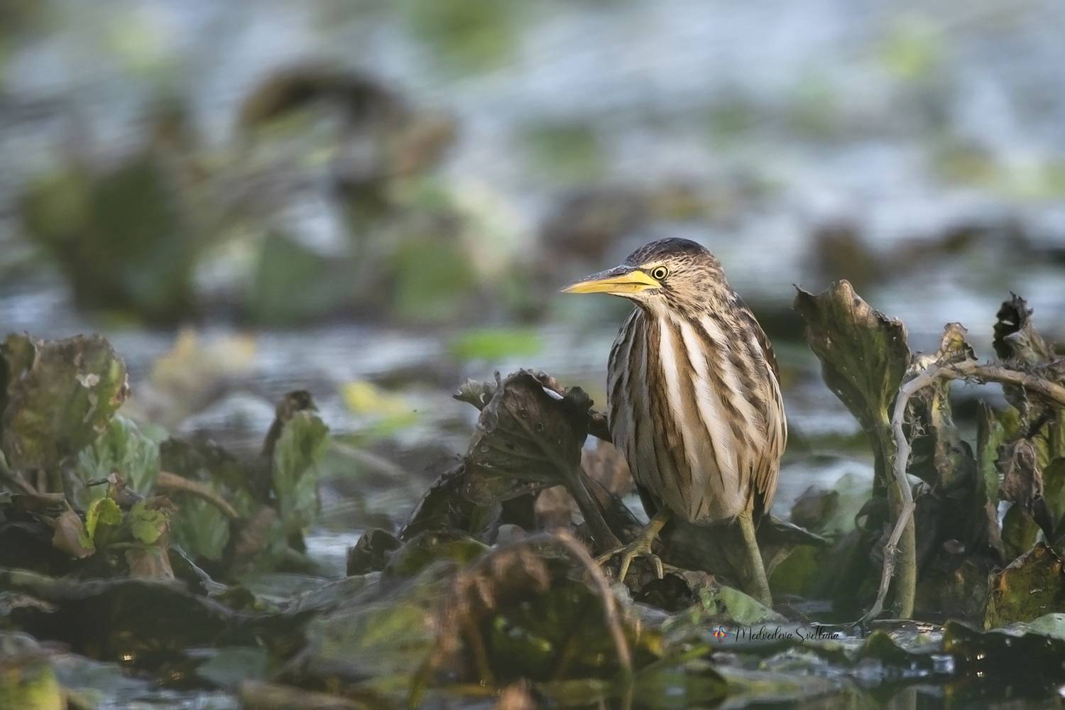 птица, выпь, малая выпь, фотоохота, дикие животные, Медведева Светлана