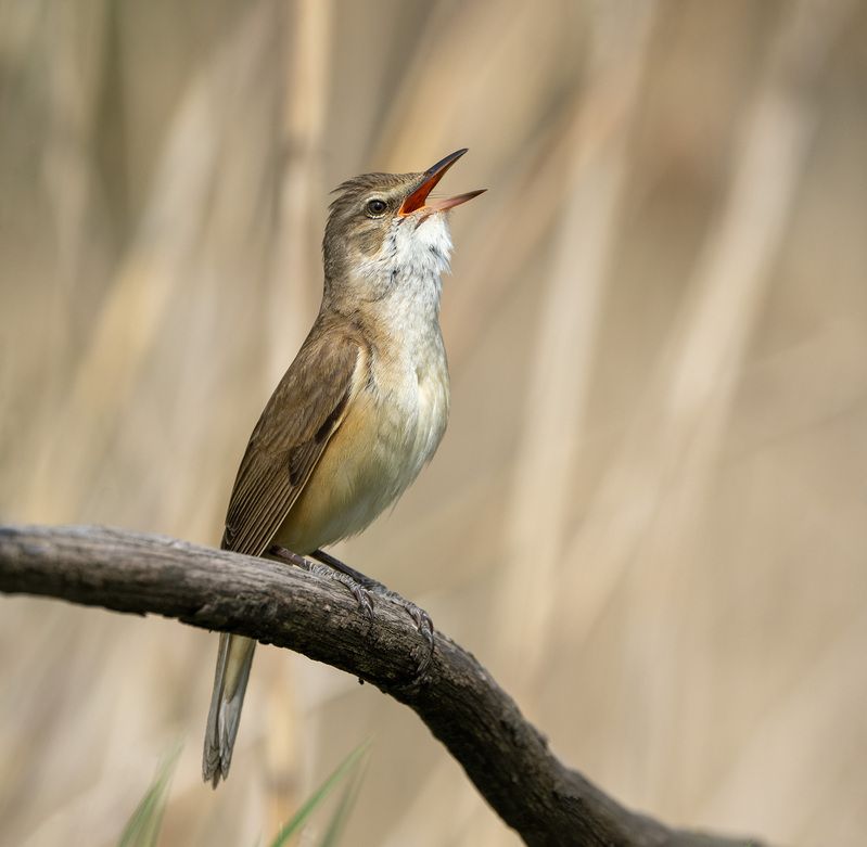 птицы камышовка Дроздовидная камышовка фото превью