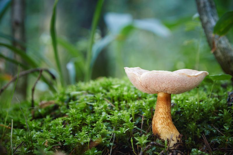 Грибок фото превью