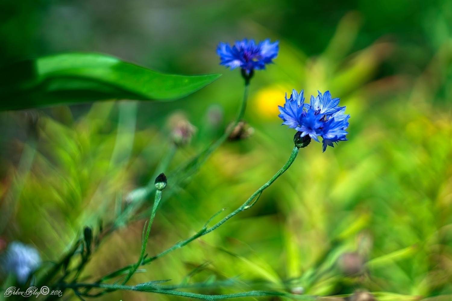 , Орлов Олег