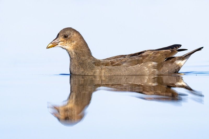 камышница, птицы Камышница фото превью