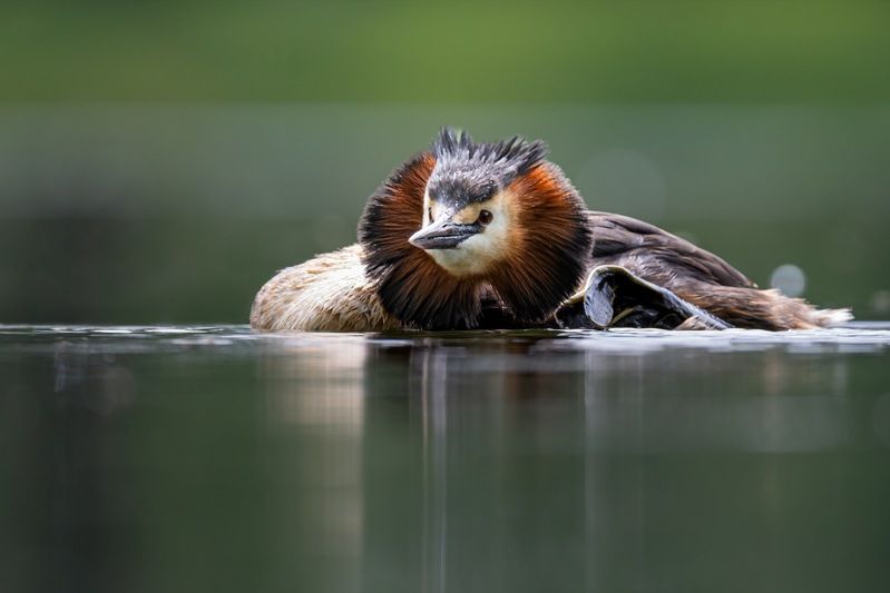 чомга, птицы, поганка, большая поганка Чомга фото превью