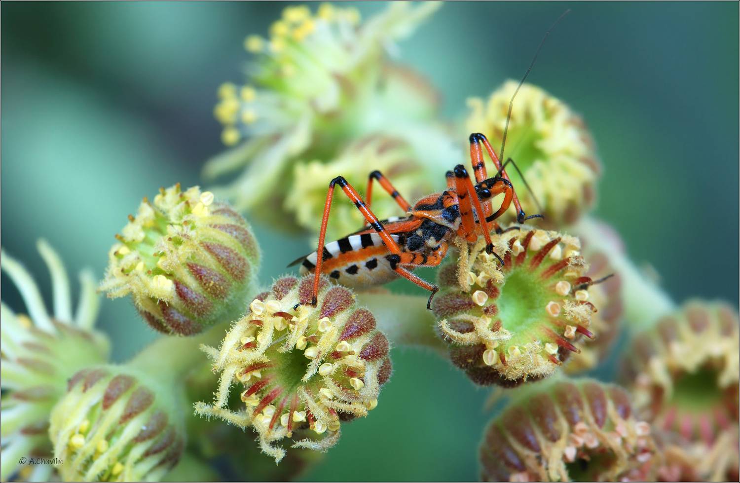 клоп,хищнец,цветы, Александр Чувилин