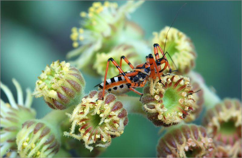 Клопеус ) фото превью
