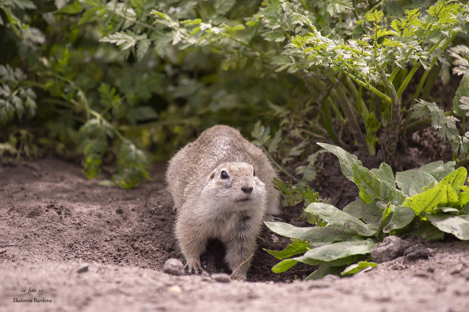 , Бурикова Екатерина