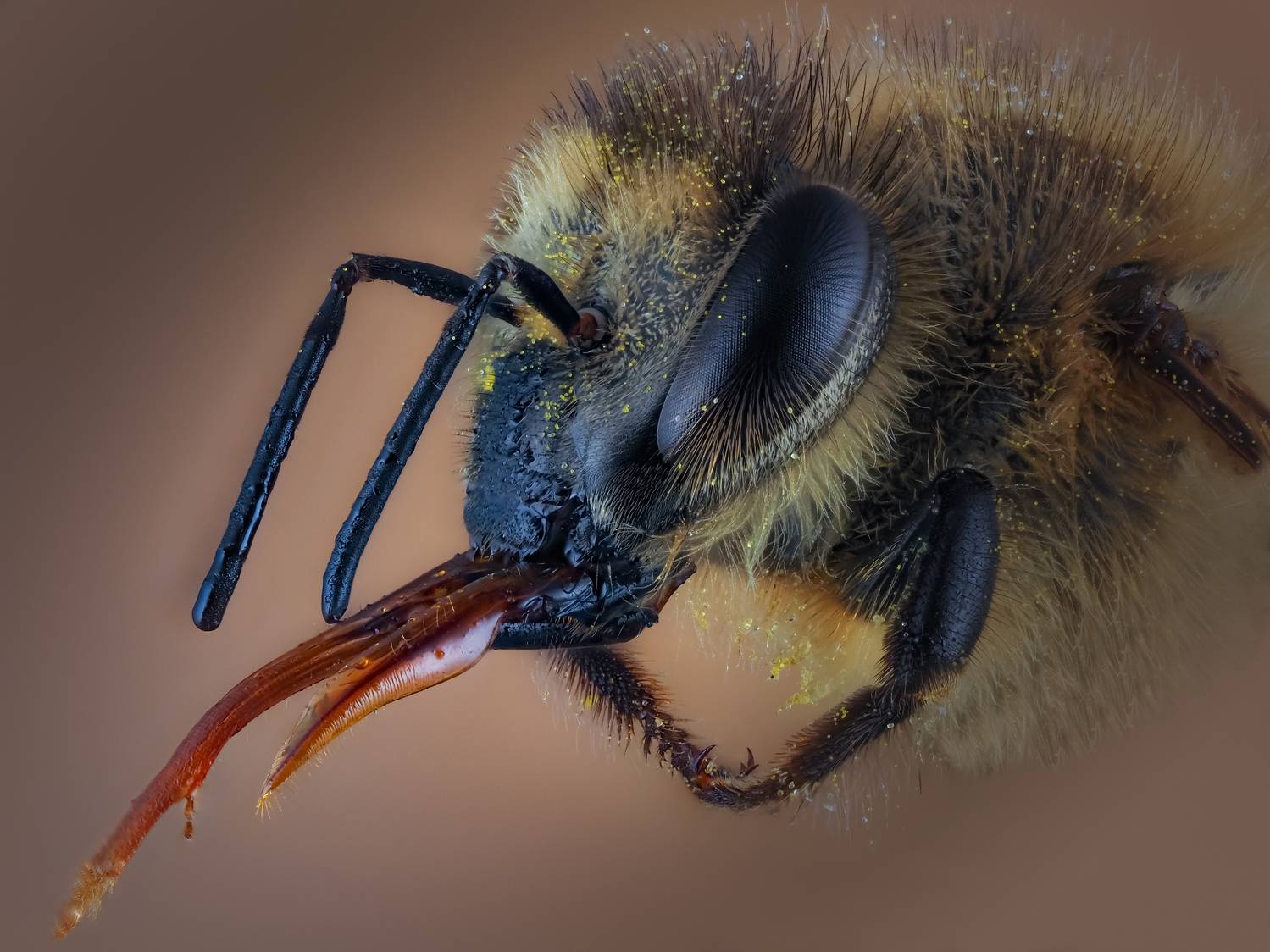 , Олег Савицкий