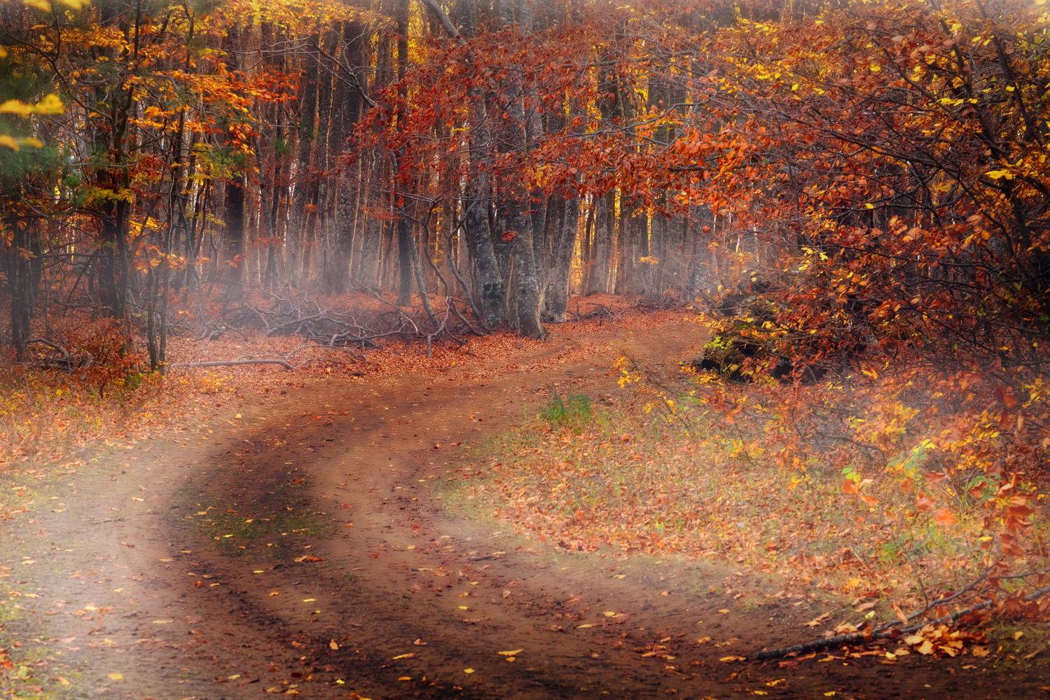abashkin sergey, абашкин сергей, природа, forest, nature, пейзаж, бук, буковый лес, лес, дорога,  золотая осень, осень, листья, Абашкин Сергей