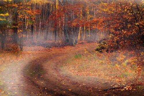 Лесная дорога