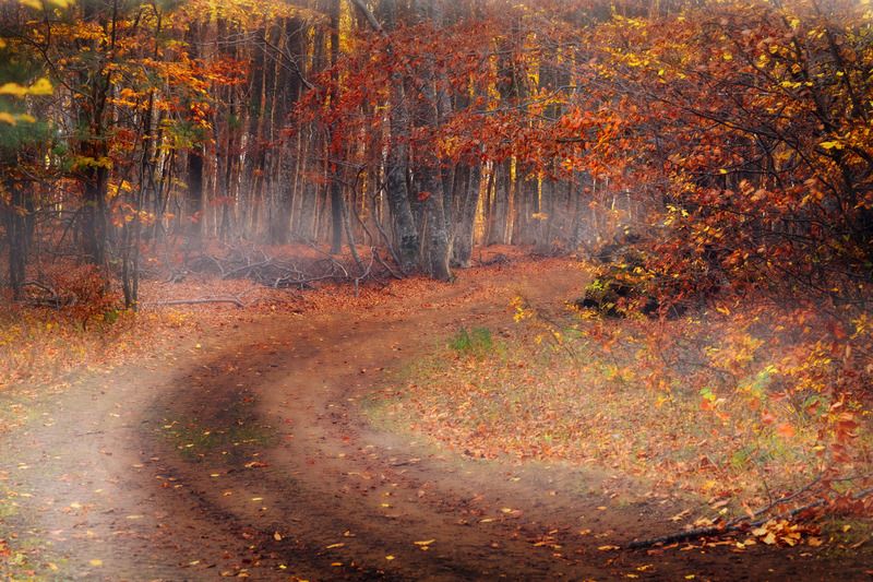 abashkin sergey, абашкин сергей, природа, forest, nature, пейзаж, бук, буковый лес, лес, дорога,  золотая осень, осень, листья Лесная дорога фото превью