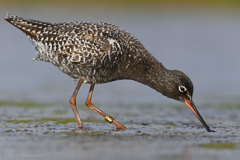 Что-то поймал фото превью