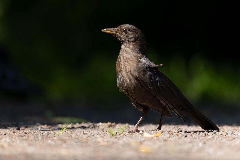 черный дрозд, дрозд, птицы Черный дрозд фото превью