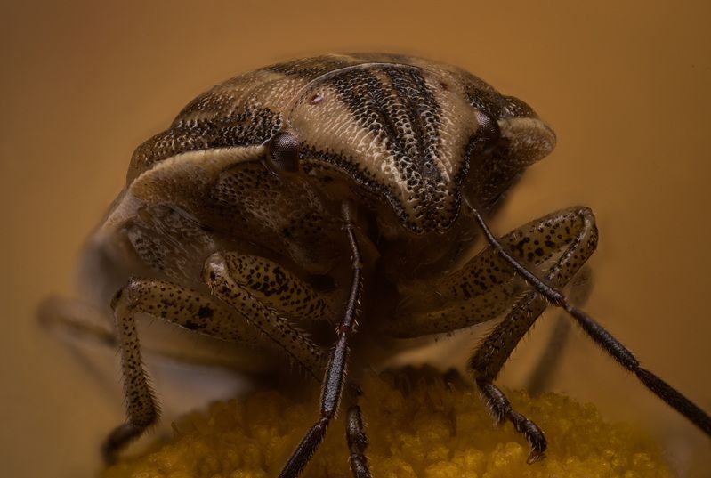 Вредная Черепашка фото превью